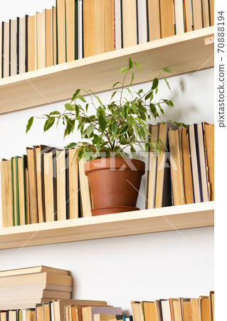 Indoor flowers on the bookshelves Indoor flowers on the bookshelves 70888194