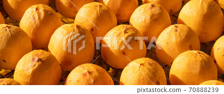 Dried persimmon making hand-made dried dried persimmon exposed to the sun, sun making dried persimmon Dried persimmon making hand-made dried dried persimmon exposed to the sun, sun making dried persimmon 70888239