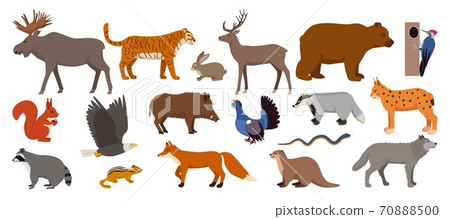 Forest animals isolated on white set of vector illustration. Woodland animals and birds. Moose, deer, bear and hedgehog, rabbit, squirrel, beaver. Forest animals isolated on white set of vector illustration. Woodland animals and birds. Moose, deer, bear and hedgehog, rabbit, squirrel, beaver. 70888500