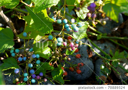 多彩的野生葡萄和堅果 多彩的野生葡萄和堅果 70889324