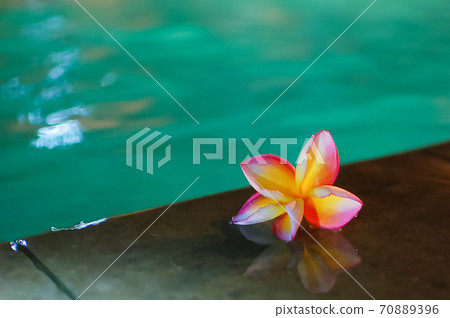 雞蛋花 70889396