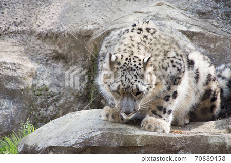 Snow leopard Snow leopard 70889458