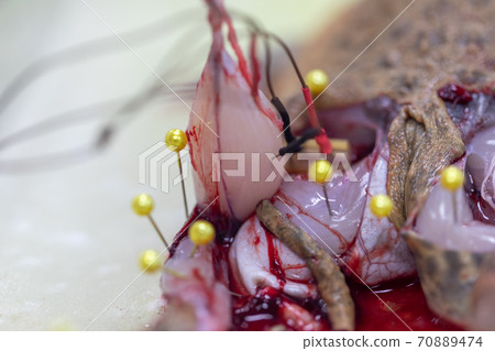 Study Nervous system test in Laboratory. Study Nervous system test in Laboratory. 70889474