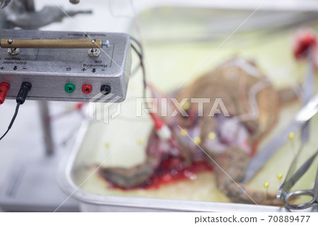 Study Nervous system test in Laboratory. Study Nervous system test in Laboratory. 70889477