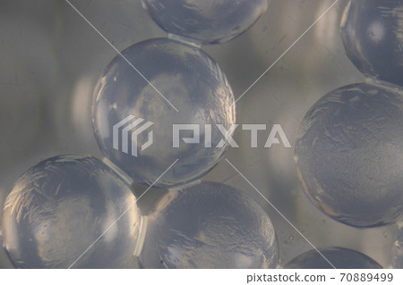Sodium alginate (soft focus and have Grain/Noise ) is a cell wall component of marine brown algae under the microscope for education in Laboratory. Sodium alginate (soft focus and have Grain/Noise ) is a cell wall component of marine brown algae under the microscope for education in Laboratory. 70889499