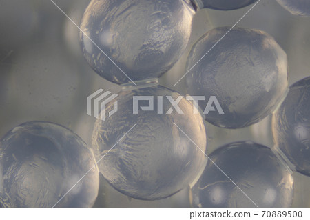Sodium alginate (soft focus and have Grain/Noise ) is a cell wall component of marine brown algae under the microscope for education in Laboratory. Sodium alginate (soft focus and have Grain/Noise ) is a cell wall component of marine brown algae under the microscope for education in Laboratory. 70889500