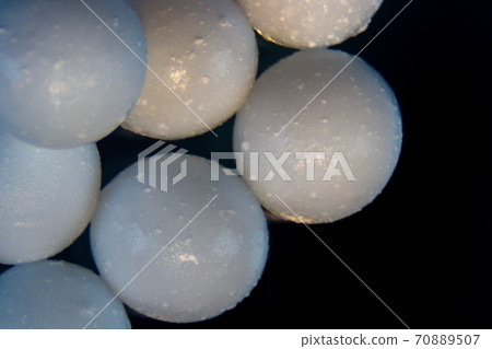 Sodium alginate (soft focus and have Grain/Noise ) is a cell wall component of marine brown algae under the microscope for education in Laboratory. 70889507