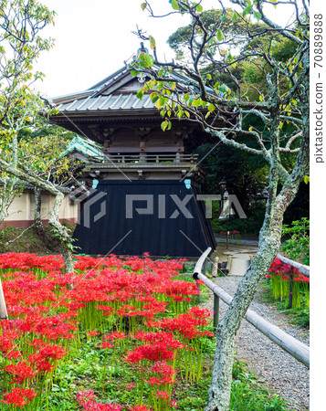 Kamakura / Eishoji Temple Bell Tower and cluster amaryllis Kamakura / Eishoji Temple Bell Tower and cluster amaryllis 70889888
