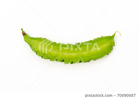 Shikakamame (Urips bean) 70890087
