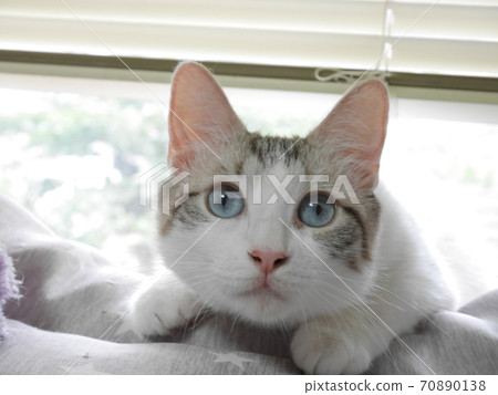 LaPerm kitten peeking through the blinds LaPerm kitten peeking through the blinds 70890138