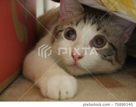 LaPerm kitten peeking out of a cardboard box LaPerm kitten peeking out of a cardboard box 70890140