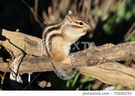 Cimaris在樹上休息 70890293