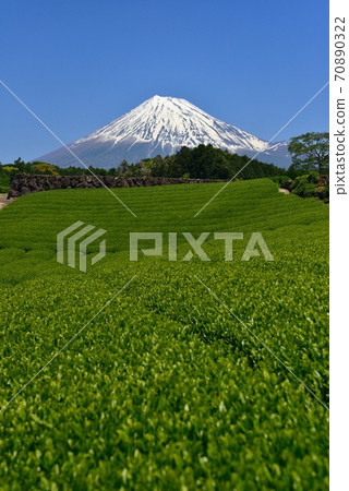 Shizuoka Prefecture Mt. Fuji and fresh green tea plantations Shizuoka Prefecture Mt. Fuji and fresh green tea plantations 70890322
