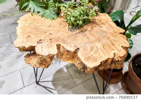 Wood surface cross section of elm tree. Live wood slab texture. Woodworking, carpentry, furniture production. Shallow depth of field. 70890537