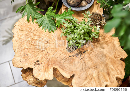 Wood surface cross section of elm tree. Live wood slab texture. Woodworking, carpentry, furniture production. Shallow depth of field. 70890566