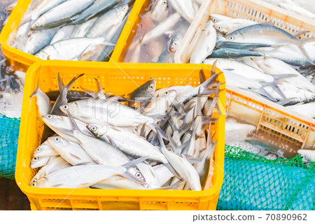 牛奶魚 70890962