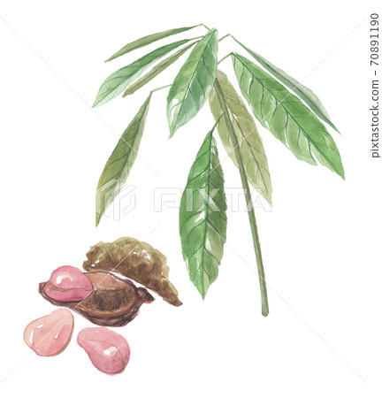 Koranoki Kora樹的種子和樹葉 Koranoki Kora樹的種子和樹葉 70891190