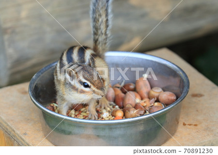 Chipmunk large cheek pouch that feeds on the bait bowl 70891230