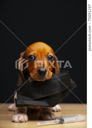 image of dog mask syringe dark background  70891297