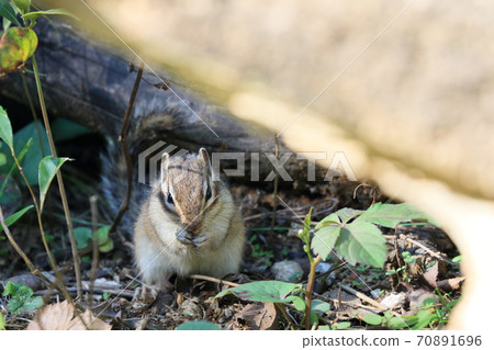 Chipmunk eating with food in both hands 70891696