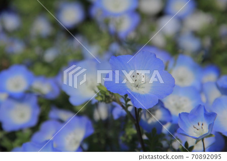 Ehime Prefecture Flower Park Ozu Blue Nemophila 70892095