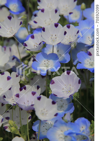 愛媛縣花卉公園大須青花蓮 照片素材 圖片 7099 圖庫