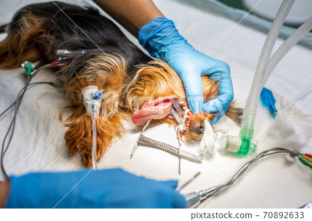 Process of cleaning dental plaque on yorkshire teeth in the veterinary clinic, vet concept 70892633