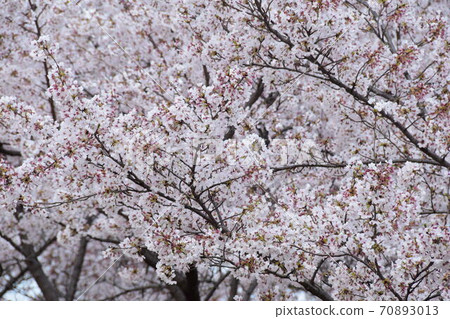 山梨縣大星公園的櫻花盛開 山梨縣大星公園的櫻花盛開 70893013