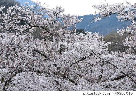 Cherry blossoms in full bloom at Oboshi Park, Yamanashi Prefecture 70893019