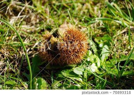 Chestnut squid that fell to the ground Chestnut squid that fell to the ground 70893318