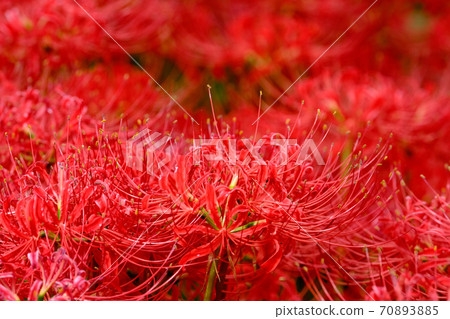 Cluster amaryllis 70893885