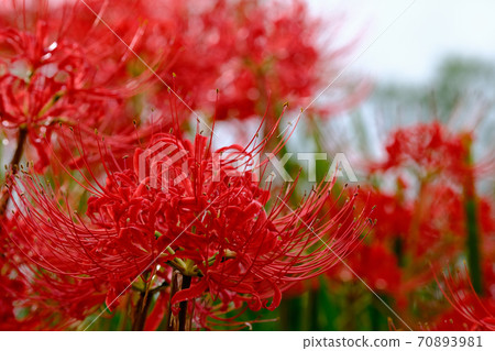 Cluster amaryllis 70893981