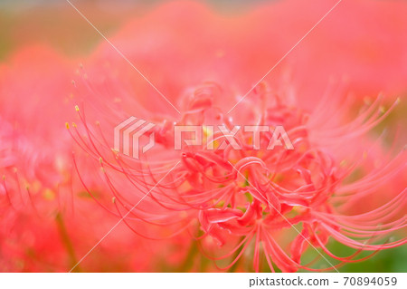 Cluster amaryllis 70894059
