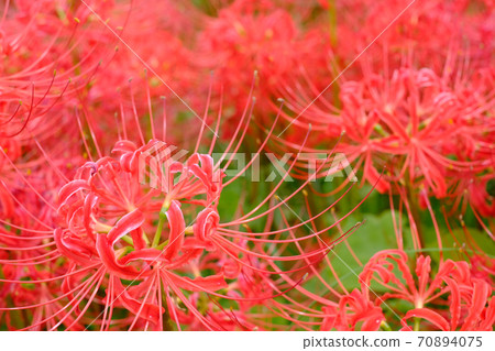 群集孤挺花 群集孤挺花 70894075
