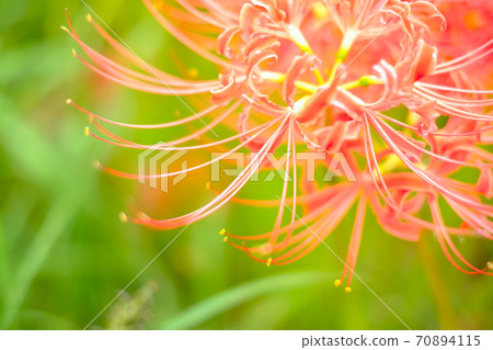 Cluster amaryllis Cluster amaryllis 70894115
