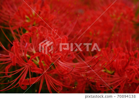 Cluster amaryllis 70894138