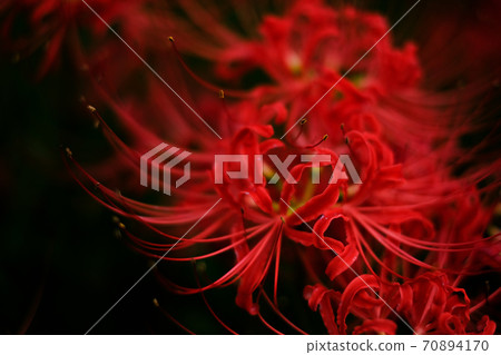 Cluster amaryllis Cluster amaryllis 70894170