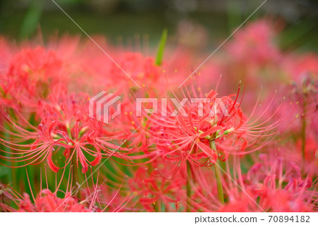 群集孤挺花 70894182