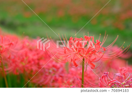 群集孤挺花 群集孤挺花 70894183