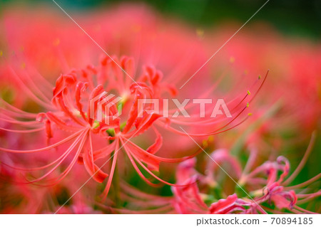 Cluster amaryllis Cluster amaryllis 70894185