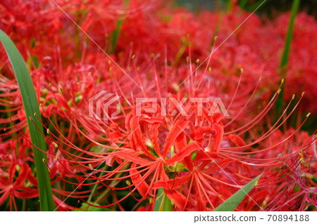 Cluster amaryllis 70894188