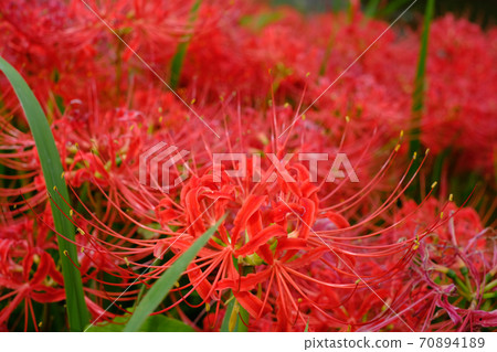 Cluster amaryllis 70894189