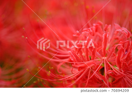 Cluster amaryllis Cluster amaryllis 70894209