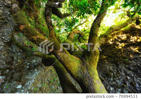 Sacred tree Garoe in El Hierro island, Canary Islands, Spain. 70894511