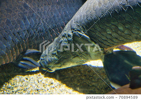 大皮拉魯克 70894589