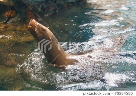 足利伸出水面 70894590