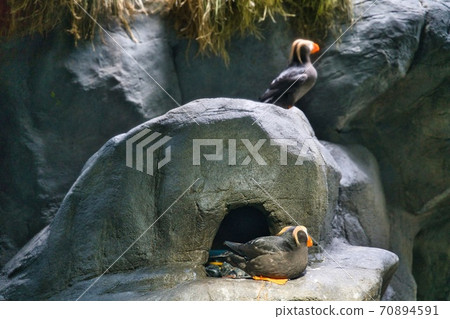 休息的鳥類 70894591