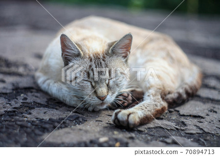 Cute Ojos Azules gray cat sleeping 70894713