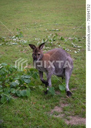 One red necked wallaby One red necked wallaby 70894732