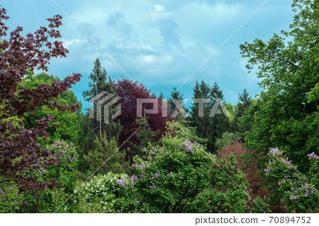 Summer landscape with colorful trees. Beautiful green forest by blue sky Summer landscape with colorful trees. Beautiful green forest by blue sky 70894752
